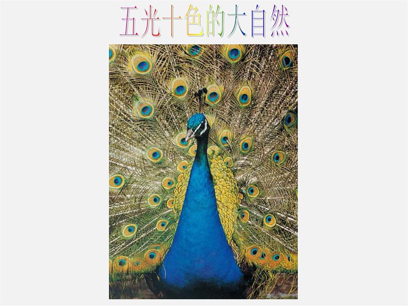 6大自然的色彩课件PPT第3页