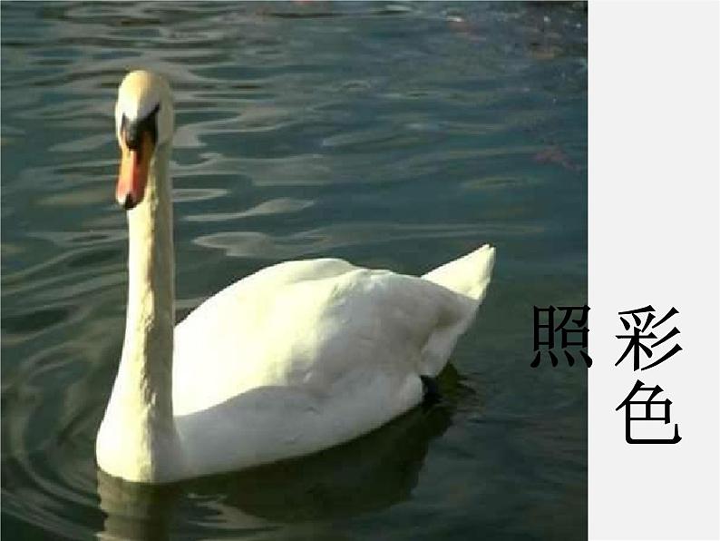 第二课黑白世界课件PPT第3页