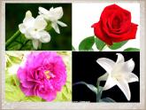 湘美版七年級(jí)下冊(cè)美術(shù)_第4課_扮靚生活的花卉紋樣課件PPT
