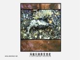 湘教版美术七下第三课《绿洲》ppt课件3