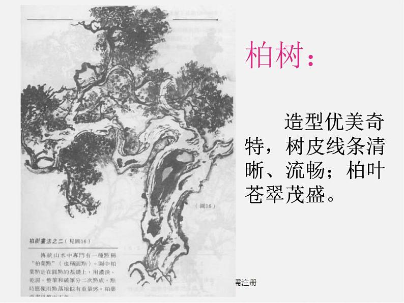 湘教版美术八上第二课《苍松翠柏》ppt课件106