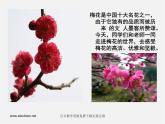 湘教版美术七上第四课《梅竹精神》ppt课件1