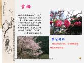 湘教版美术七上第四课《梅竹精神》ppt课件1