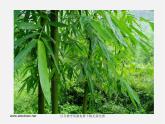 人美版美术八下第三课《中国山水画的意境》ppt课件3
