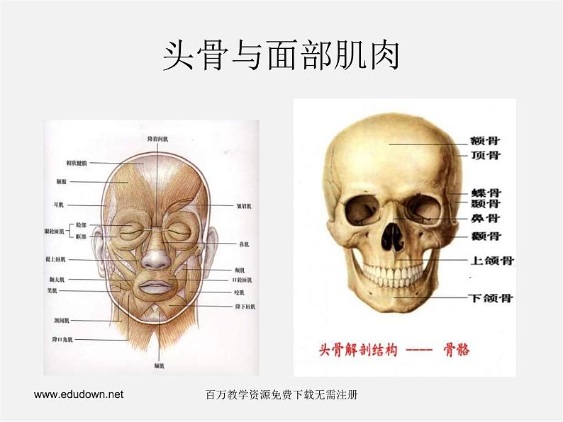 人美版美术八下第二课《艺术与科学》ppt课件1第6页