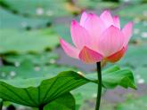 人美美術(shù)七下8.《寫意花卉》課件+教案