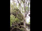 初中美術(shù)7.樹石畫法-課件-(4)ppt課件