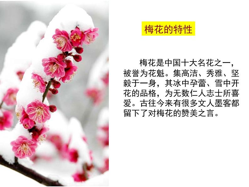 浙美版七年级美术上册8. 梅兰竹菊“四君子”-资源套餐（教学设计 课件 素材等） （11份打包）06