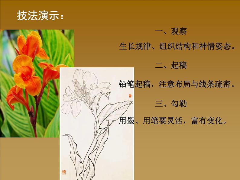 出水芙蓉PPT课件免费下载04