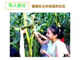 浙美版七下 9.暑假生活記錄冊(cè) 課件（24張）