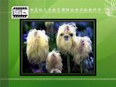 浙美版美術(shù)八下第3課奇特的視覺圖形（正形和負(fù)形）課件（共27張PPT）