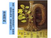 浙美版八下 8.奇特的視覺圖形 課件（20張）