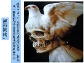 浙美版八下 8.奇特的視覺圖形 課件（20張）