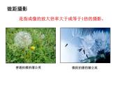浙美版美術(shù)九年級(jí)下冊8.發(fā)現(xiàn)不一樣的美 課件 教案
