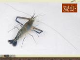 岭南版美术八年级上册3鸟语花香 课件 教案 (5)