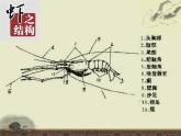 岭南版美术八年级上册3鸟语花香 课件 教案 (5)
