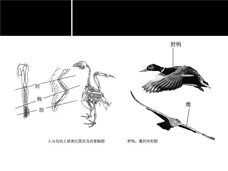 苏少版七年级美术上册 第4课 人类的朋友-资源套餐（教学设计 课件 素材） （11份打包）05
