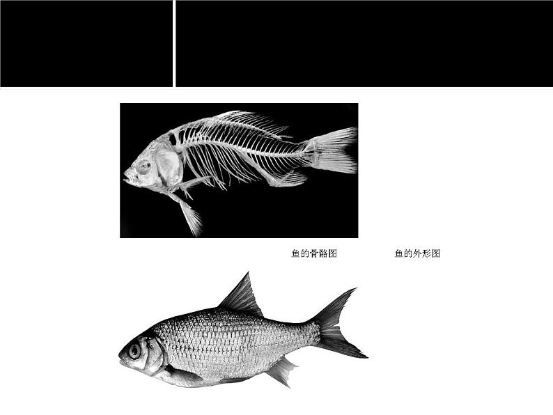 苏少版七年级美术上册 第4课 人类的朋友-资源套餐（教学设计 课件 素材） （11份打包）06