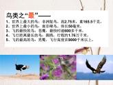 人类的朋友PPT课件免费下载
