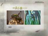江苏少年儿童出版社初中美术八年级下册第2课  轻描重彩总相宜    课件