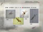 江苏少年儿童出版社初中美术八年级下册第2课  轻描重彩总相宜    课件