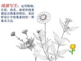 岭南版美术七年级下册 5 花卉与纹样 课件PPT