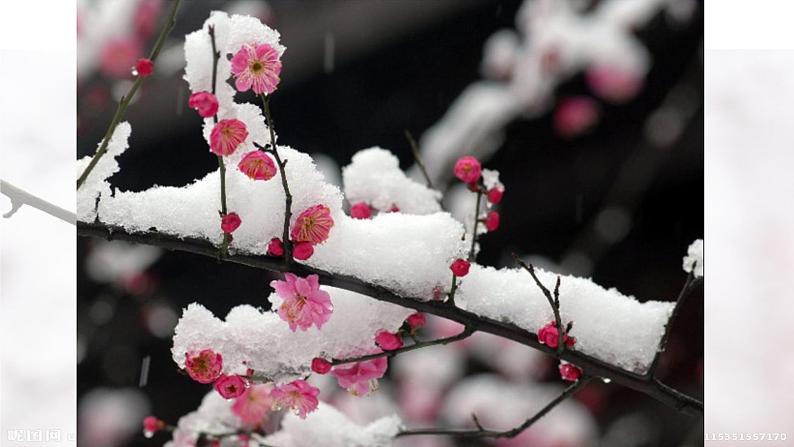 第2课 梅竹言志课件PPT第3页