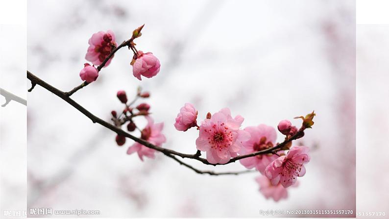 第2课 梅竹言志课件PPT第4页