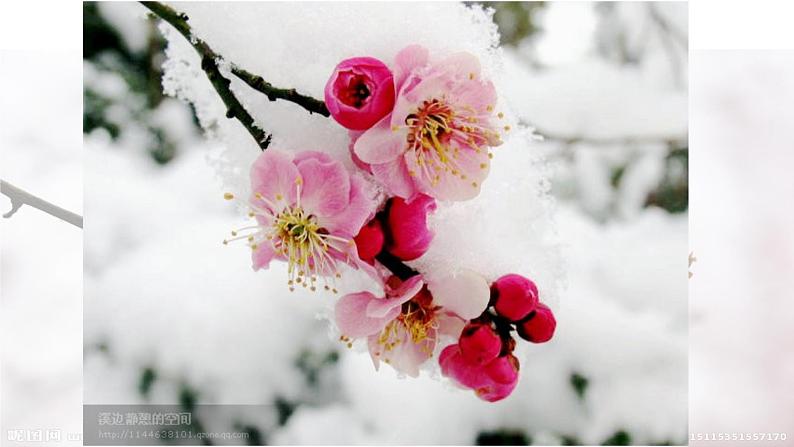 第2课 梅竹言志课件PPT第5页