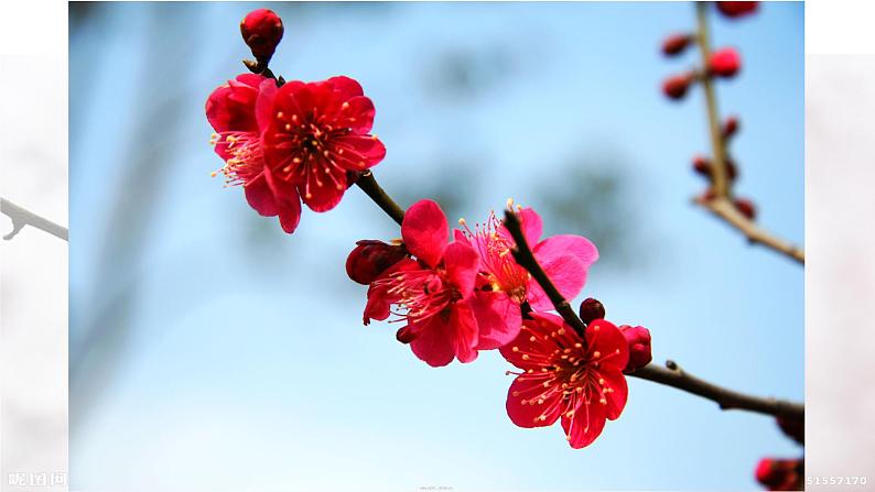 第2课 梅竹言志课件PPT第6页