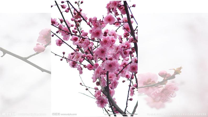 第2课 梅竹言志课件PPT第7页