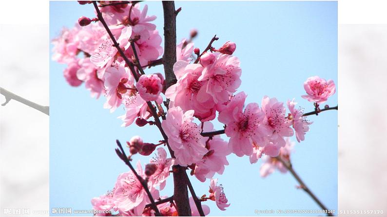 第2课 梅竹言志课件PPT第8页