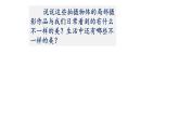 浙美版初中美术九年级下册   8.发现不一样的美   课件