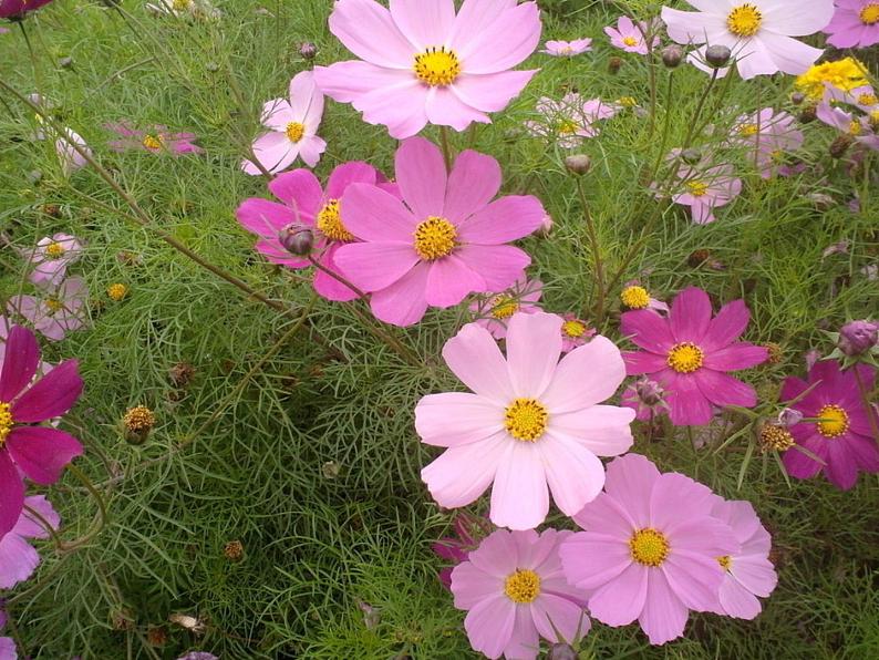 八年级下 二单元第二课时设计纹样 课件PPT06