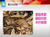 3、同類色與鄰近色課件PPT