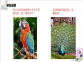 人美版七年级上册6.《大自然的色彩》课件PPT+教案