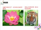 人美版七年级上册6.《大自然的色彩》课件PPT+教案