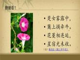 初中美術(shù)人美版 七年級(jí)下冊 8寫意花卉 課件