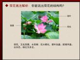 人美版七下美術(shù) 8寫意花卉 課件