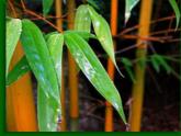 初中美术 冀美课标版 七年级上册 笔墨藤趣 虚心有节—竹 课件