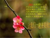 初中美術 湘美課標版 八年級上冊 梅竹言志 《傲雪梅花》 課件
