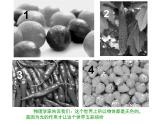 初中美术 湘美课标版 七年级上册 画家笔下的色彩 色彩真韵味 课件