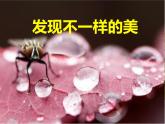 浙美版九年級(jí)下冊美術(shù) 8.發(fā)現(xiàn)不一樣的美 課件