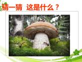 浙美版九年級(jí)下冊美術(shù) 8.發(fā)現(xiàn)不一樣的美 課件