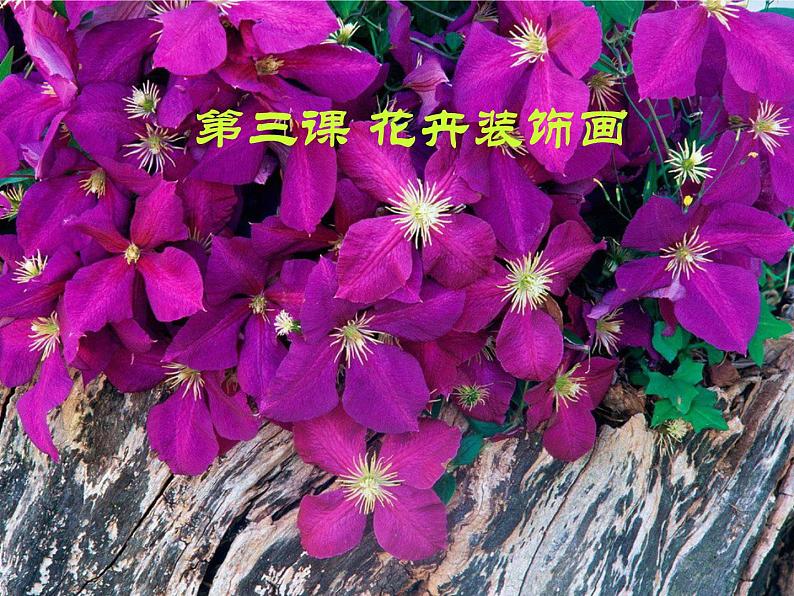 冀教版七年级下册 3.花卉装饰画 课件第1页