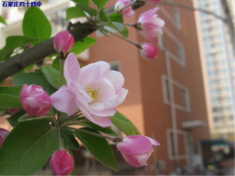 冀教版七年级下册 3.花卉装饰画 课件第8页