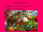 桂美版美术七下6.装饰画的美感 课件