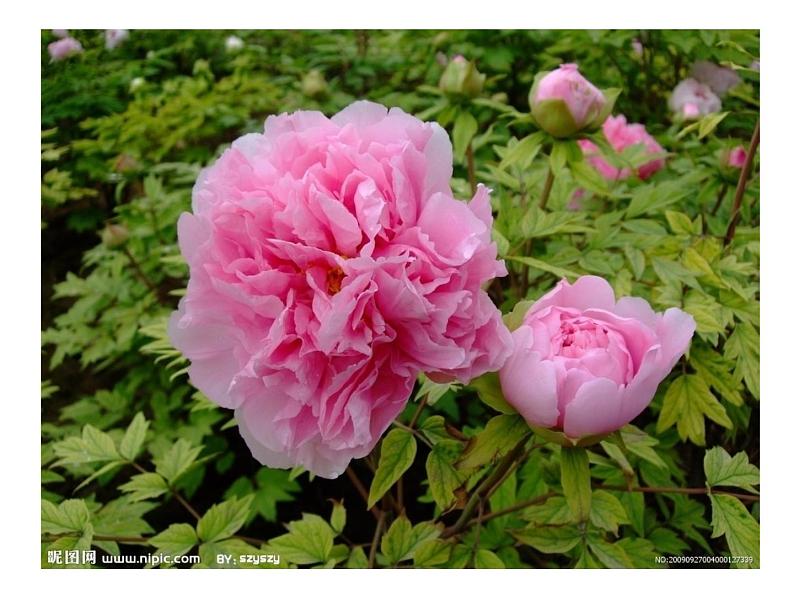 冀教版七年级下册 3.花卉装饰画 课件05