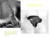 冀教版七年级下册 4.公益招贴设计 课件