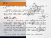 冀教版七年级下册 6.素描 课件